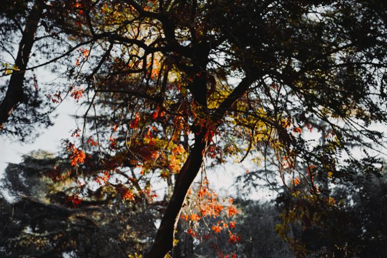 a tree with red and yellow leaves on it