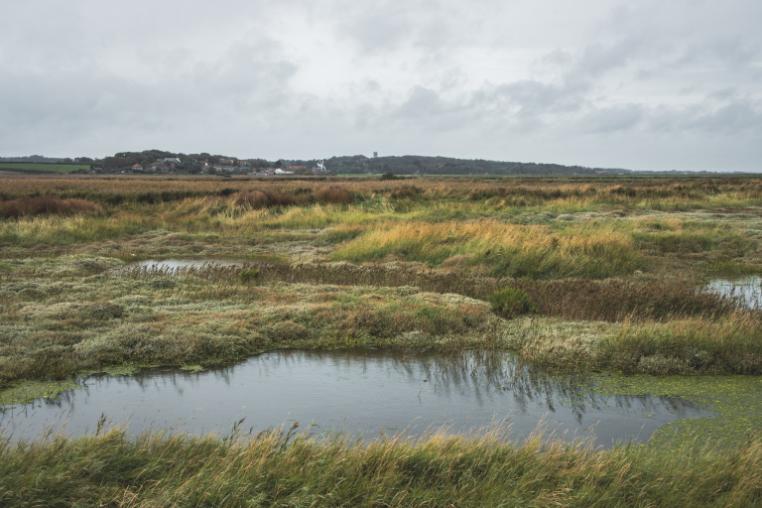 Pools of water surrounded by grass in a saltmarsh intertidal zone. 