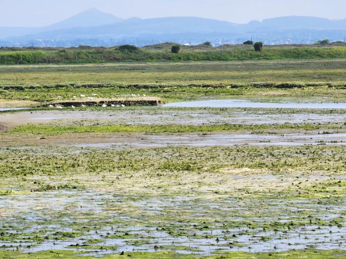Intertidal salt marsh with water and low lying vegetation.