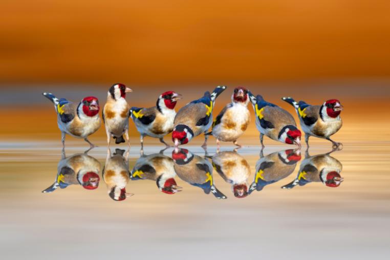 A group of small birds standing on wet sand.