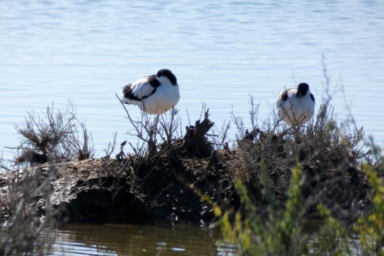 Two wild birds sitting on a vegetated banking in the intertidal zone.