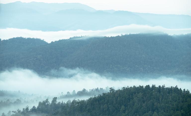layers of trees
