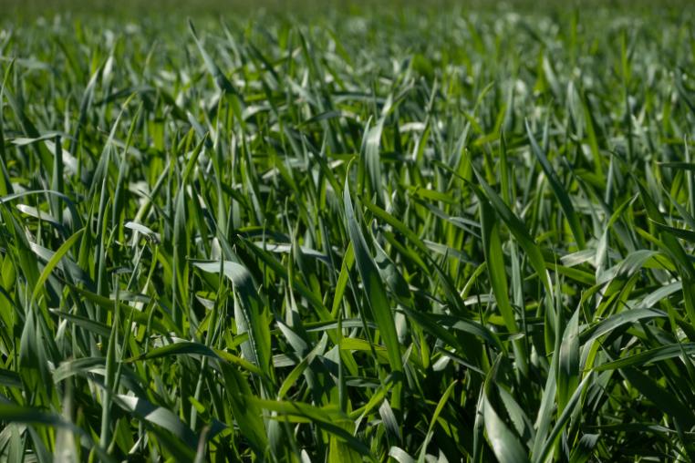 A close up of green crop field