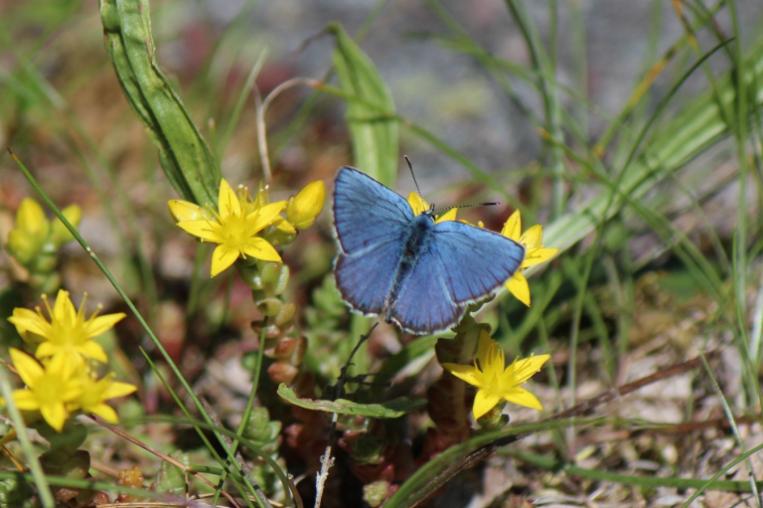 Blue butterfly