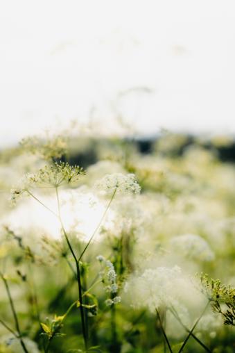 White flower close up in a field