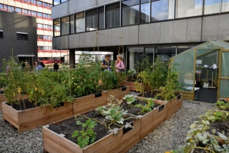 Raised planters with crops in them in an urban area surrounded by tall buildings.