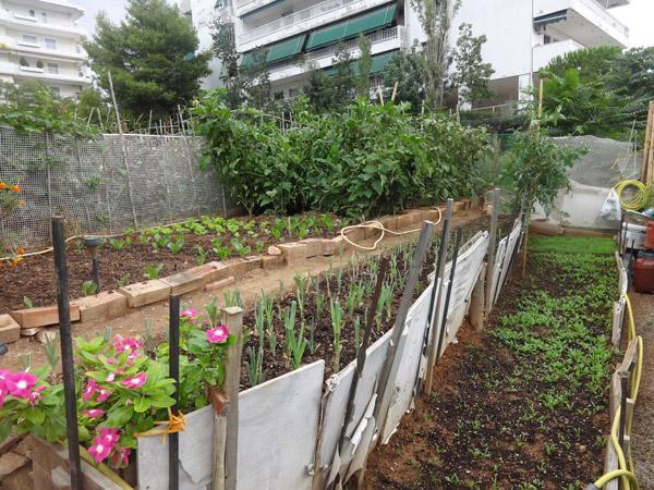 Long rows of crops in an urban greenspace. 