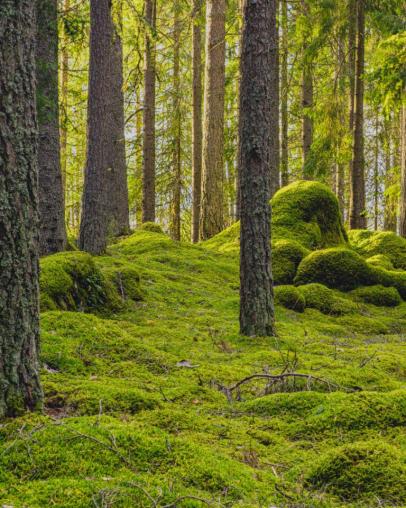 Green forest covered in moss