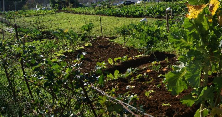 A vegetable patch surrounded by amenity grassland.