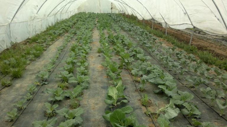Rows of cabbage crops in a polytunnel with irrigation.