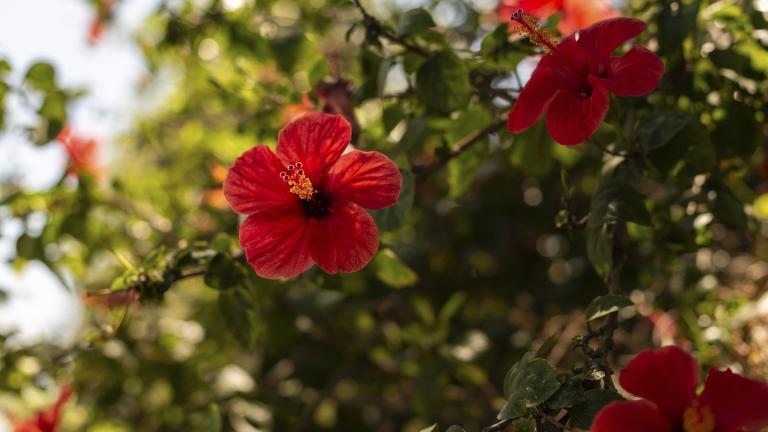 Hibiscus flowers on a branch with leaves