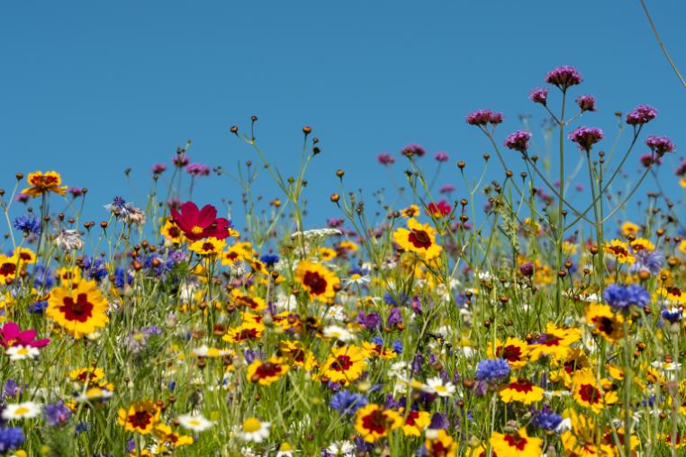 wild flowers - biodiversity