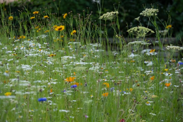 wild flowers - cow parsley and celandine 