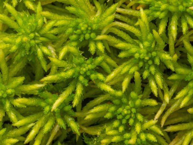 A close up image of bright green sphagnum moss
