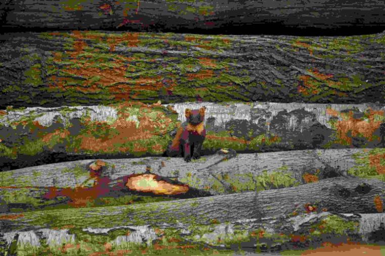 Small pine marten resting on a pile of logs. 