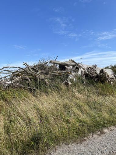 Dead wood