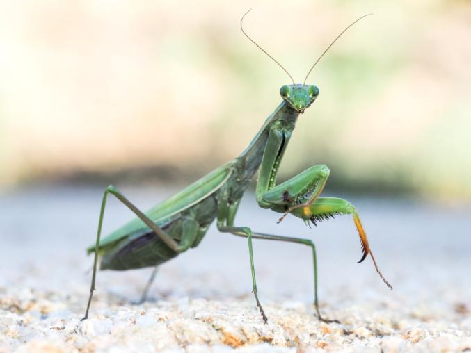 Green European mantis with front leg raised.