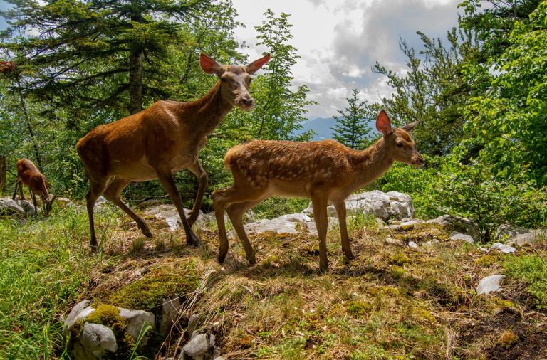Mutter und Hirsch auf dem Felsgrat, Slowenien