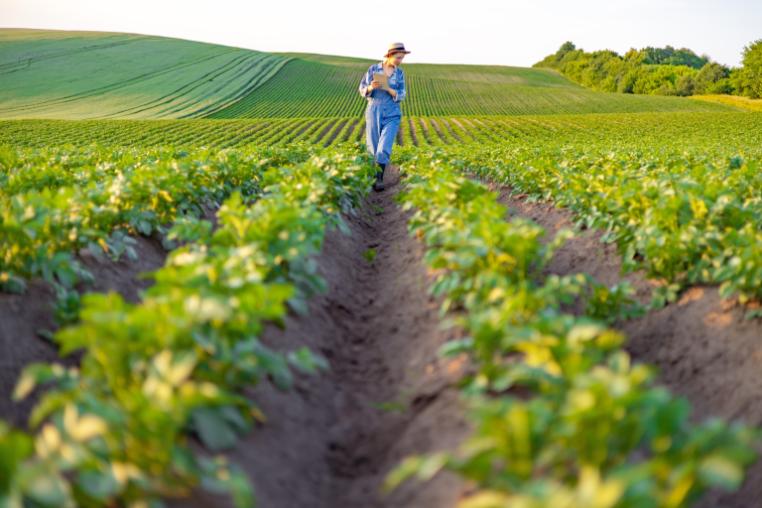 A farmer in overalls and a hat walks through rows of young potato plants, checking on the crop's growth in a vast agricultural landscape