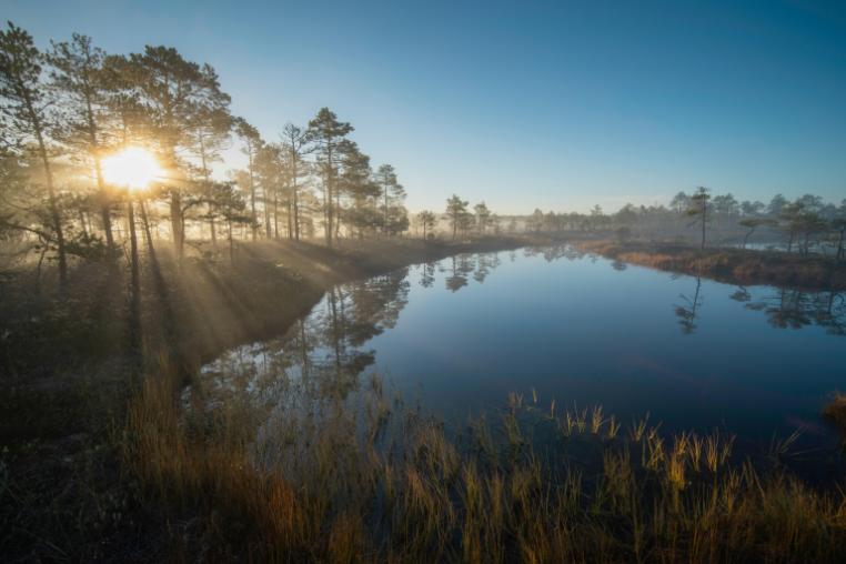 Sunrise Over Serene Bog with Misty Pine Trees