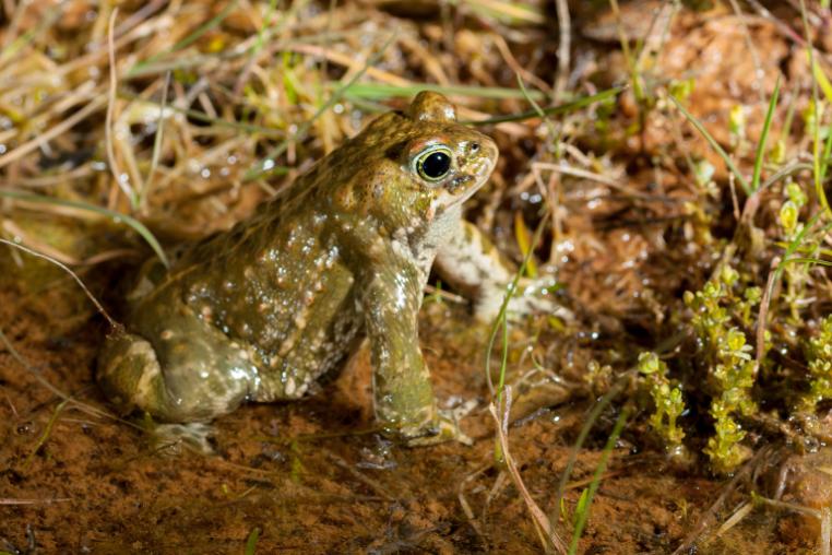 A natterjack toad sitting on mud next to moss.