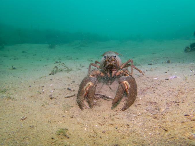 Hidden World: Crayfish Beneath Swiss Waters