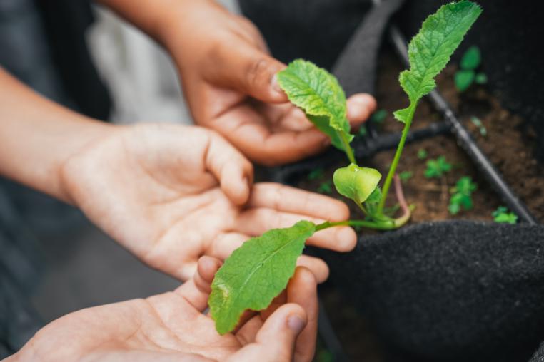 children holding a leaf