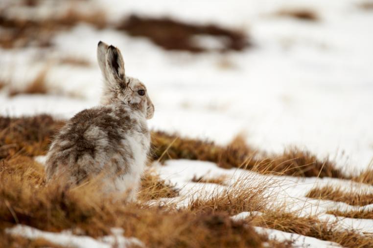 A mountain hare sitting on a patch of grass surrounded by snow.