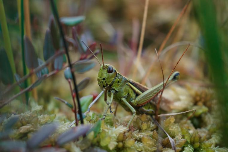 Grasshopper within stems of grass.