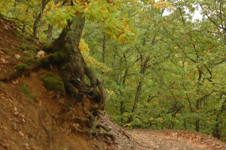 The roots of a tree growing from a mound of earth, there are trees and a path in the background.