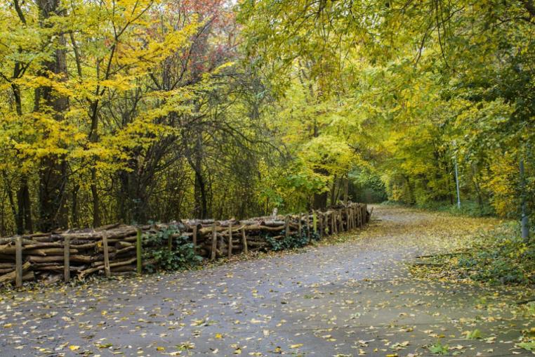 A wide routeway through a deciduous woodland in autumn, the route is bordered by fence made of woven tree branches.