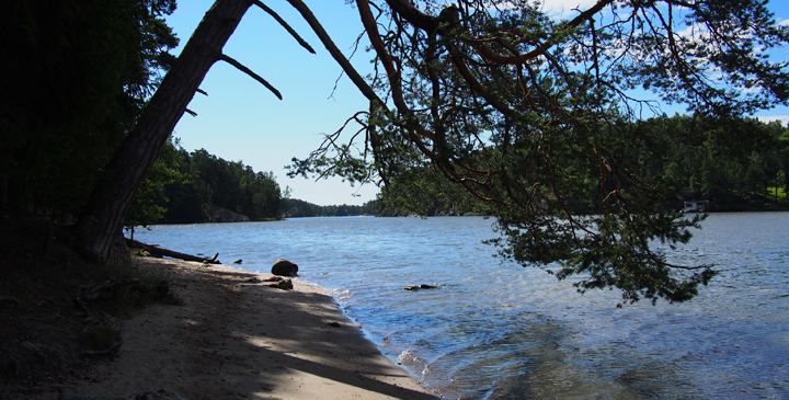 A sandy shoreline next to a body of water with mature evergreen tree branches in the foreground.