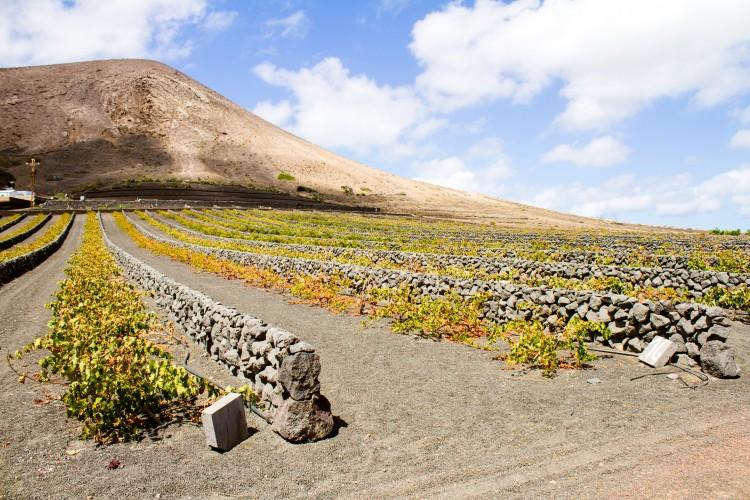 Rows of low growing vines with stone walls between them, behind is a small hill.