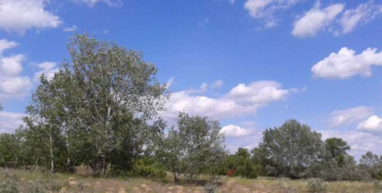 Mature trees and rough grassland in the Kiskunsag Sand Ridge.