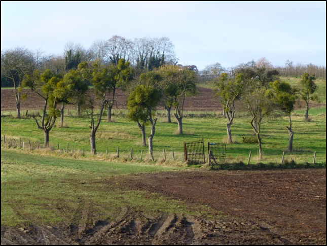 An agricultural landscape in Limburg with small fields bound by wire fencing, mature tree stands, mature trees around fields and some ploughed fields.