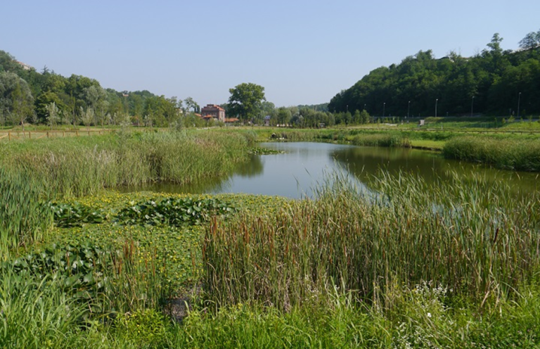 An established wetland pond with significant fringe vegetation.