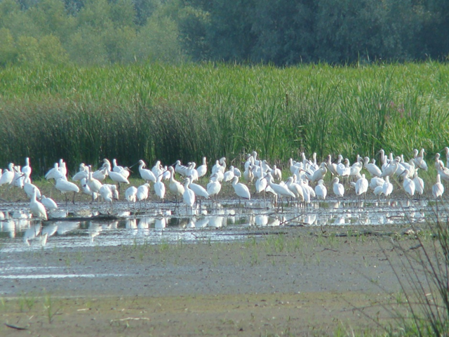 White wading birds on the marshes with rushes behind them.