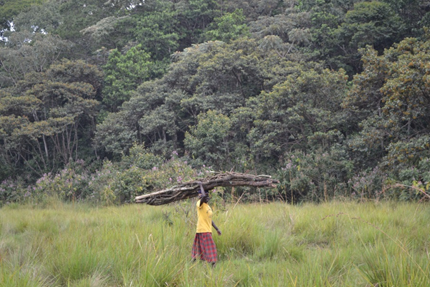 A person carrying a large bundle of branches on their head, walking through a grassland in front of a slope that is densely wooded.