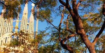 The steeples of the Sagrada Familia through the branches of a mature tree.