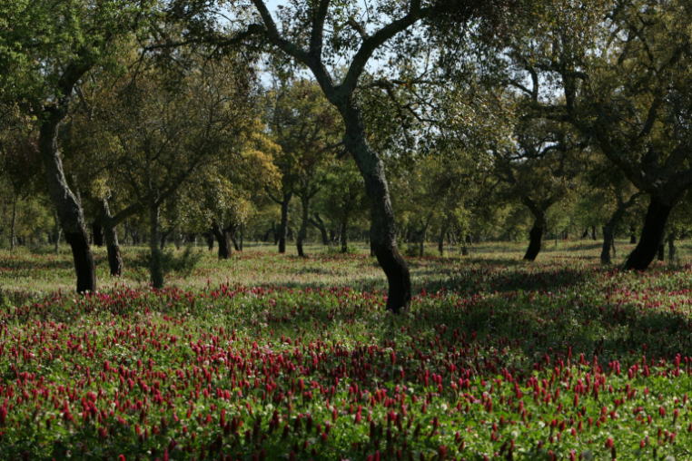 Cork and holm oak trees growing over burgundy flowers.