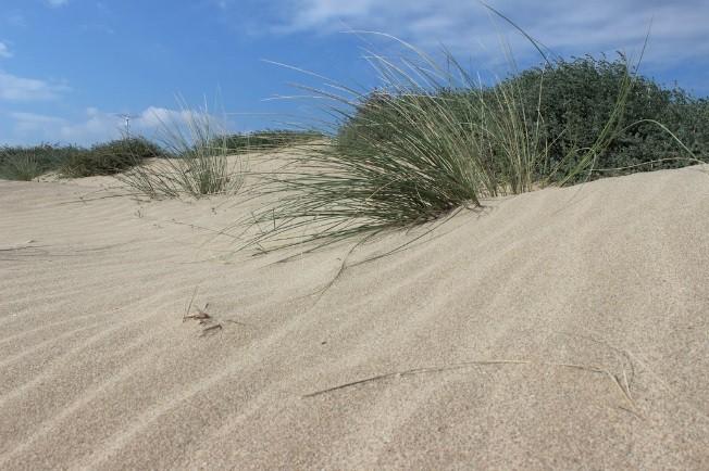 Marram grass growing out of a sandy dune.