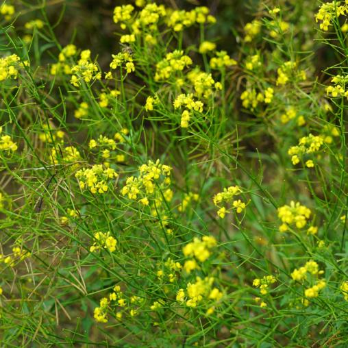 Yellow wild flowers.