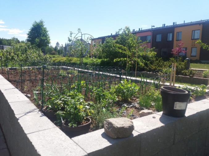 Plants growing in a rectangular planter in a green area surrounded by flats.