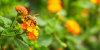 bee on an orange flower with green 