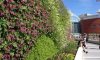 Green wall in bloom - credit to Qsustain