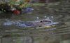 Beaver swimming - credit to David Parkyn