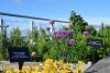 Roof top herb garden - credit to North Bristol NHS Trust