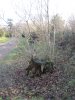 Regenerating tree stump - credit to the National Trust