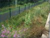 Wildflower planting by access ramp - credit to Network Rail