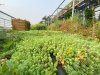 Sedum carpet